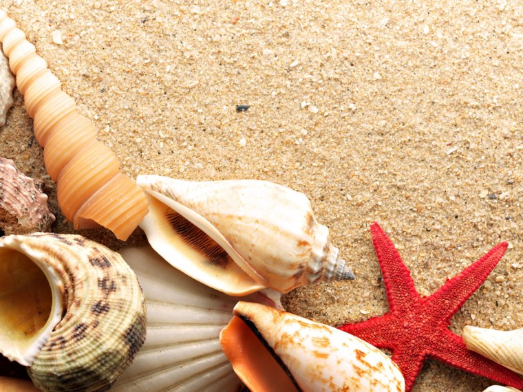 Фон море песок ракушки