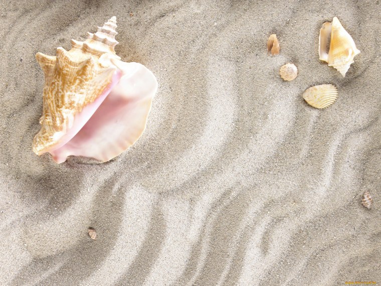 Море песок ракушки камни