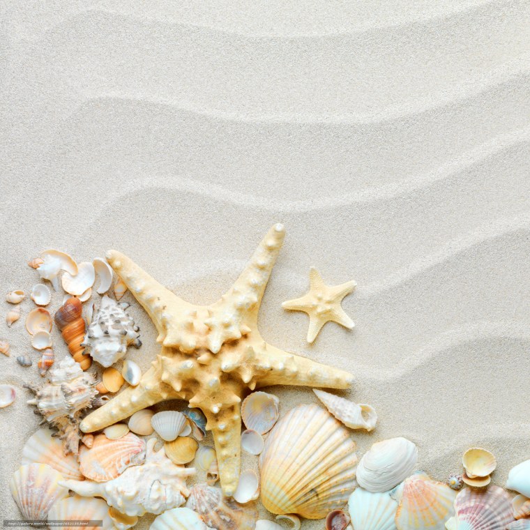 Морская тематика ракушки