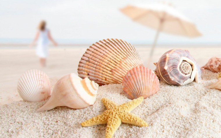 Ракушки на берегу моря