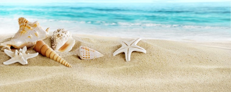 Ракушки на песке на прозрачном фоне