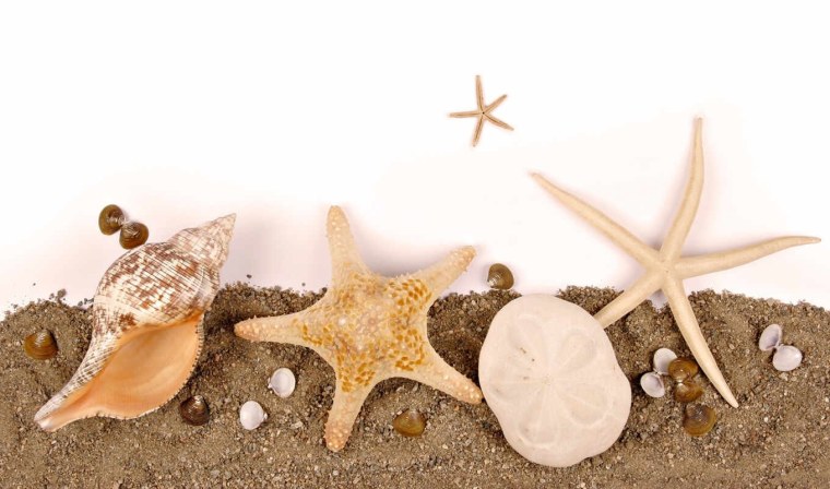 Морская звезда на песке