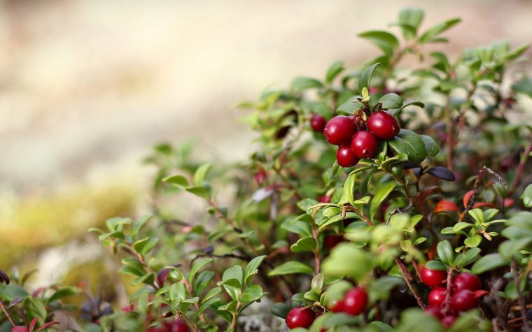 Брусника кустарник