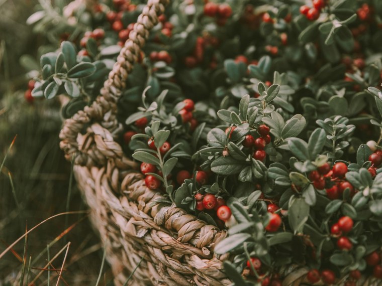 Брусника листопадное растение