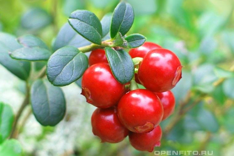 Дикая брусника