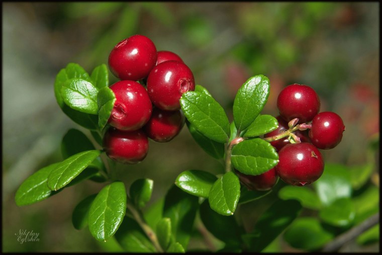 Клюква мелкоплодная