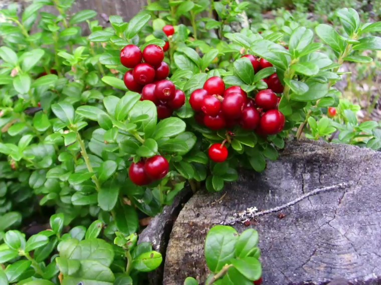 Брусника обыкновенная ягоды