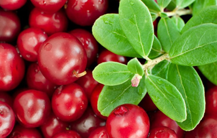 Клюква макро