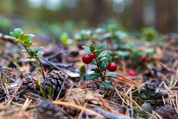 Брусника Лесная