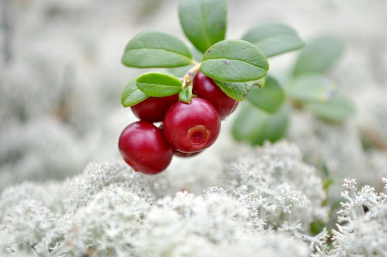 Зимние ягоды брусника