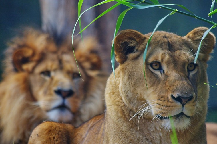 Лев и львица