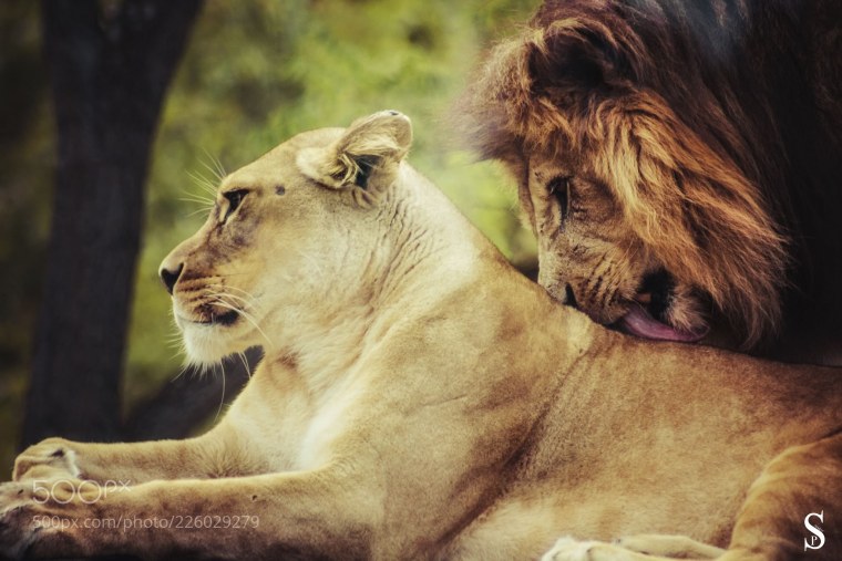 Лев и львица