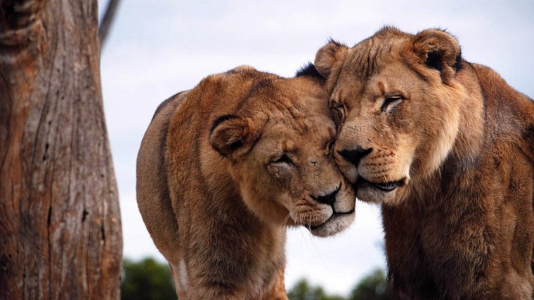 Львиная семья