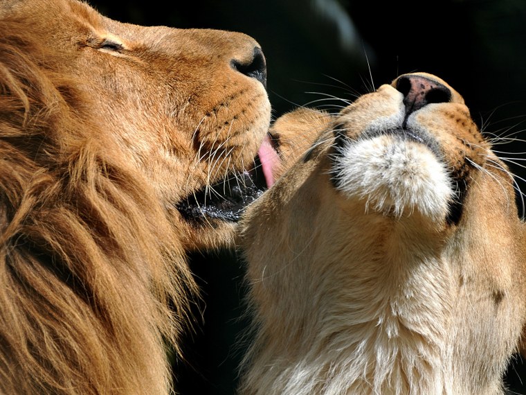 Лев и львица