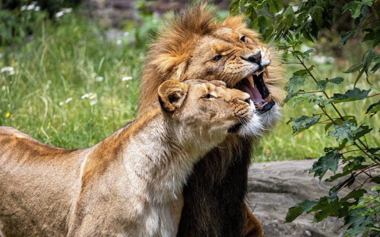 Красивый Лев и львица