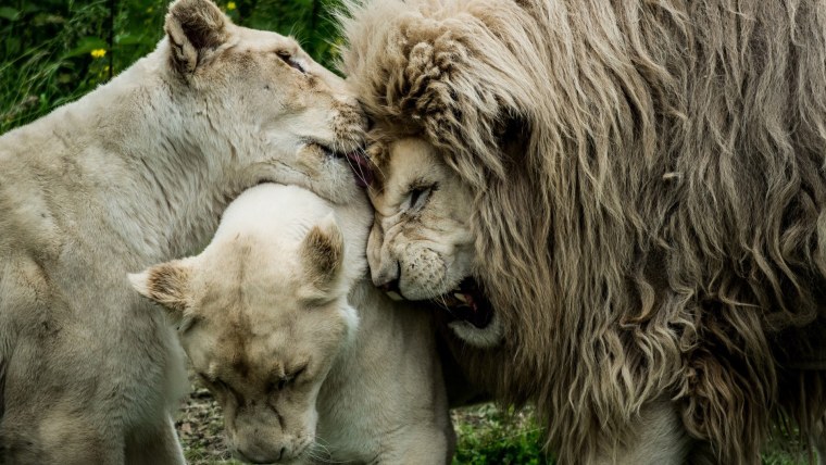 Лев львица и Львенок любовь