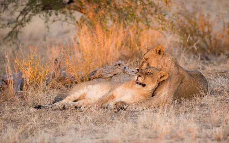 Львица в дикой природе