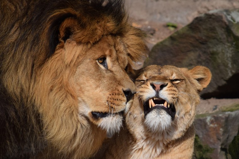 Влюбленные животные