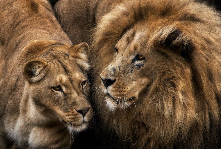 Львы пара