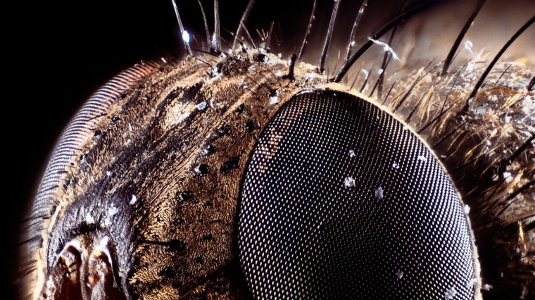 Паук под микроскопом страшный