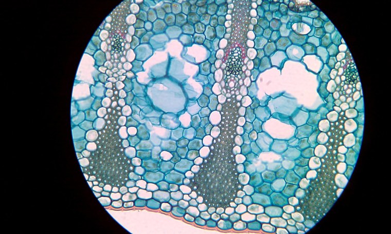 Dactylium микроскопия