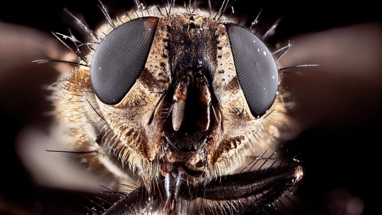 Макросъемка с объективом от микроскопа