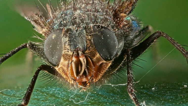 Строение микроскопа ЛОМО