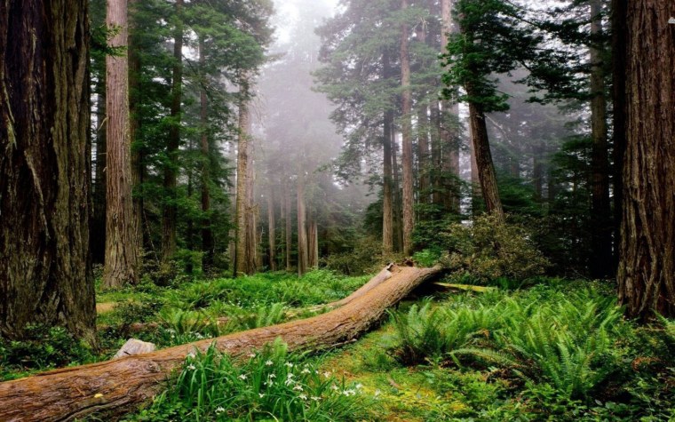 «Лес на острове Нарген» («девственный лес»)