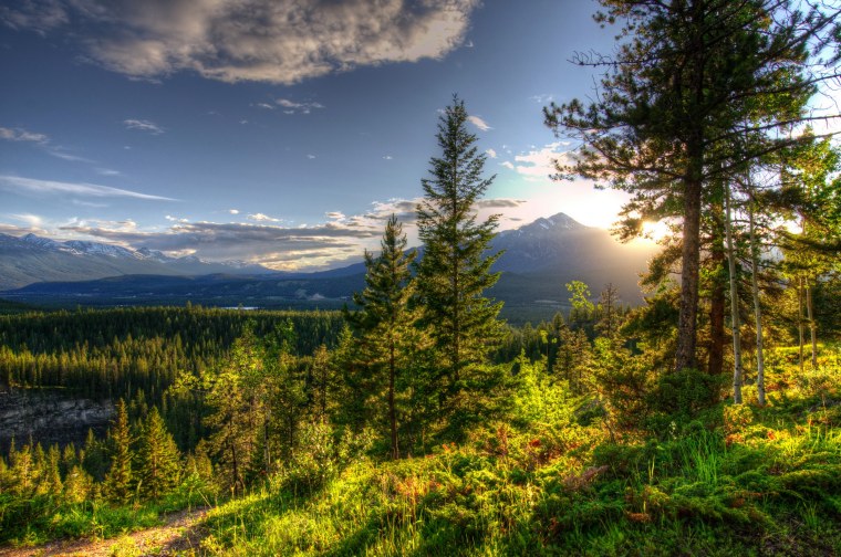 Лес Тайга Сибирь