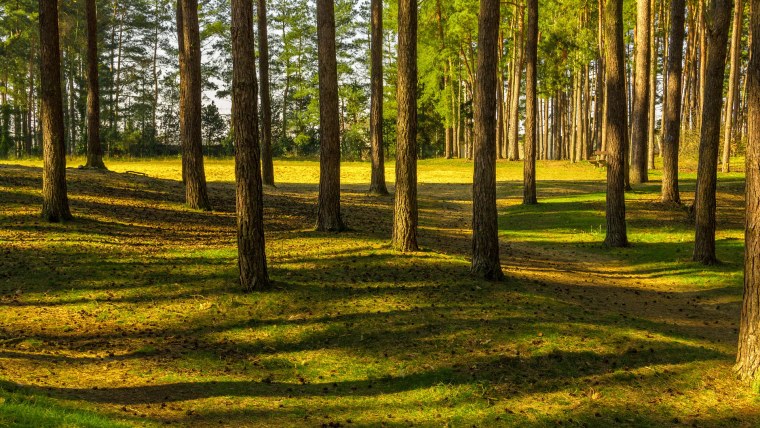 Лесная Поляна Сосновый Бор