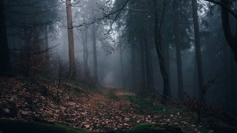 Темный дремучий лес