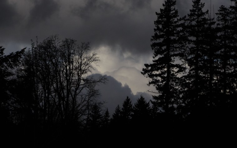 Темный лес Твайлайт Форест