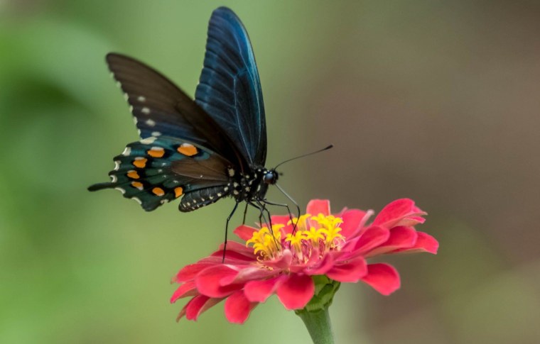 Бабочка на цветке