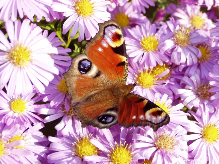 Бабочка на цветке