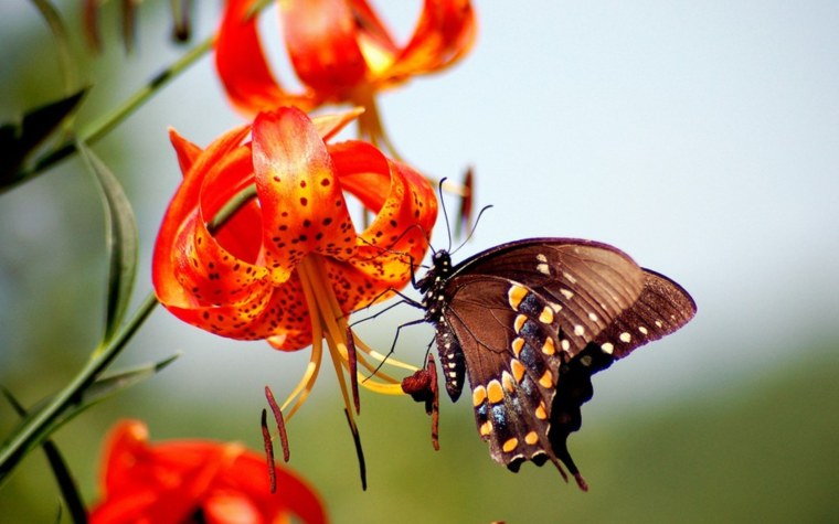 Цветы с живыми бабочками