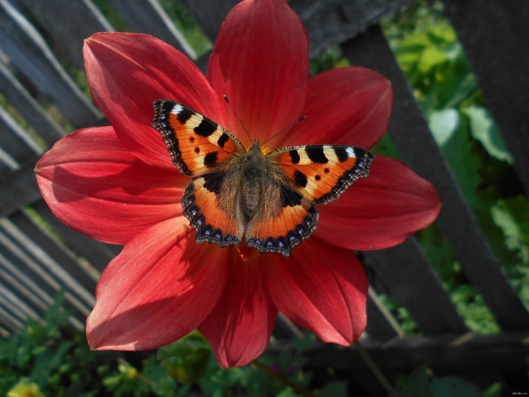Терракотовая бабочка