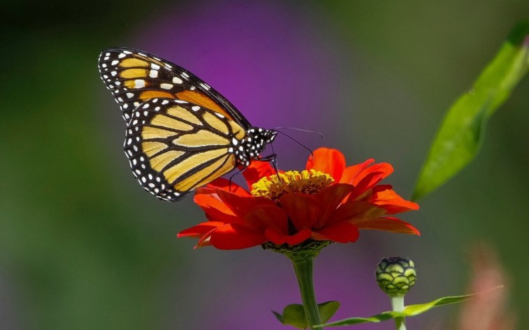 Бабочка на цветке
