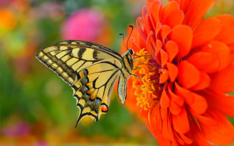 Бабочка на цветке