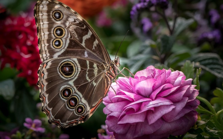 Бабочка на цветке