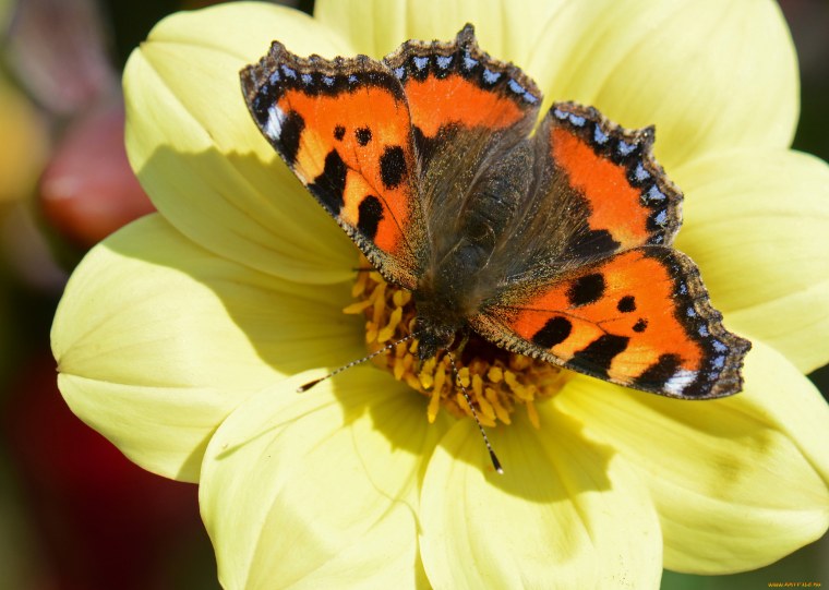 Бабочка сидит на цветке
