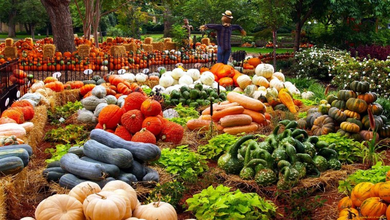 Много урожая