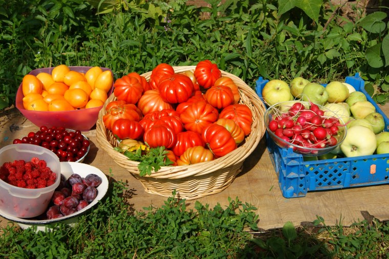 Сбор урожая на даче