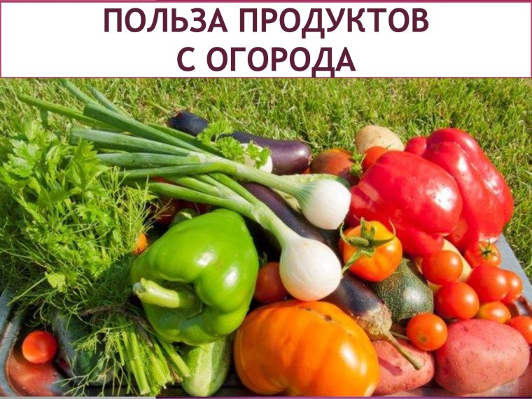 Овощи на грядке