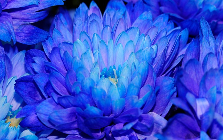 Астра Хризантема синяя