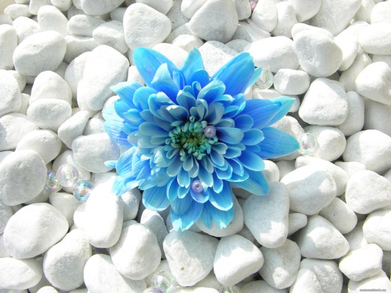 Бирюзовые цветы