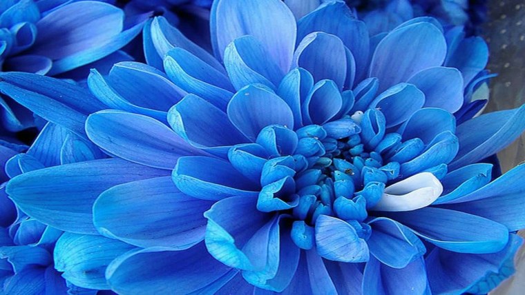 Синие цветы