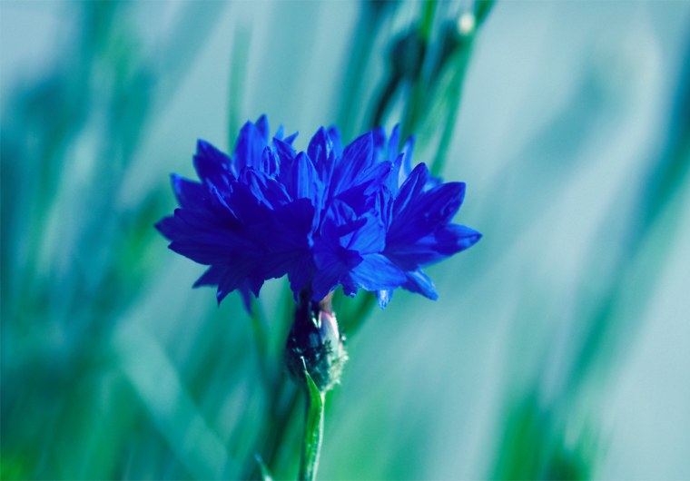 Василек синий Корнфловер