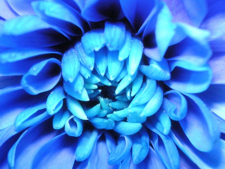 Синие цветы