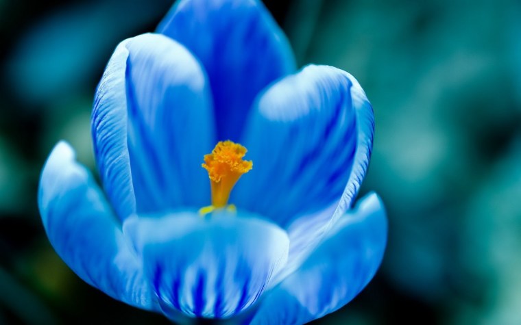 Крокус Фловер синий