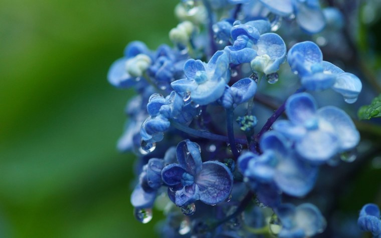 Макроснимок гортензии